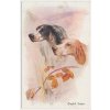 English Setters, dva lovečtí psi, cca 1911