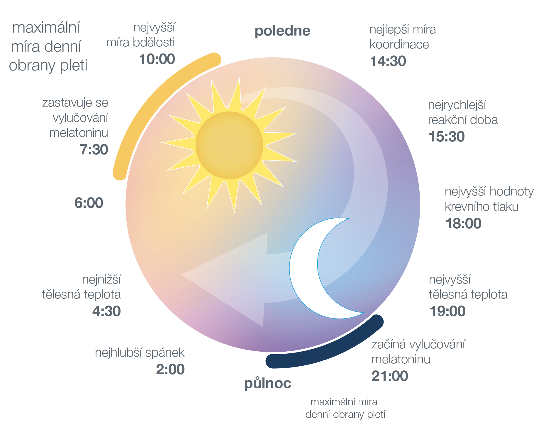 celodenni_cyklus