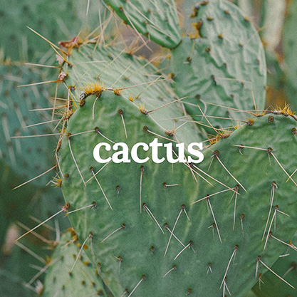 ZENZ&nbsp;Cactus&nbsp;Signature&nbsp;– intenzivní hydratace pro suché a poškozené vlasy