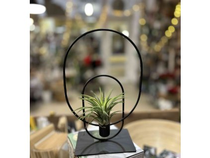 Tillandsia ionantha + stojánek