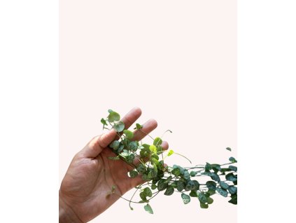 Návrh bez názvu (64)