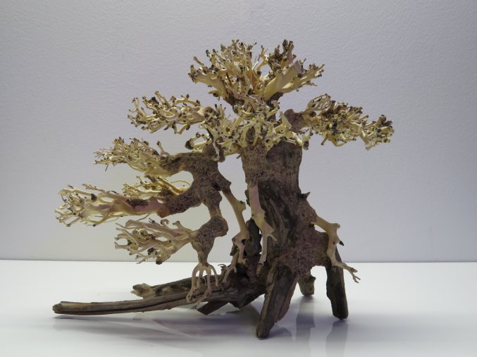 Bonsai wood M (BW40285)