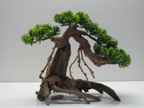 Bonsai green M (BG41411)