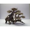 Bonsai wood M (BW40286)