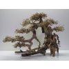 Bonsai wood L (BW40426)