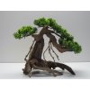 Bonsai green M (BG41411)