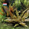Rostliny Cryptocoryne wendtii  pro aquascape natureWall 05 Holandský styl