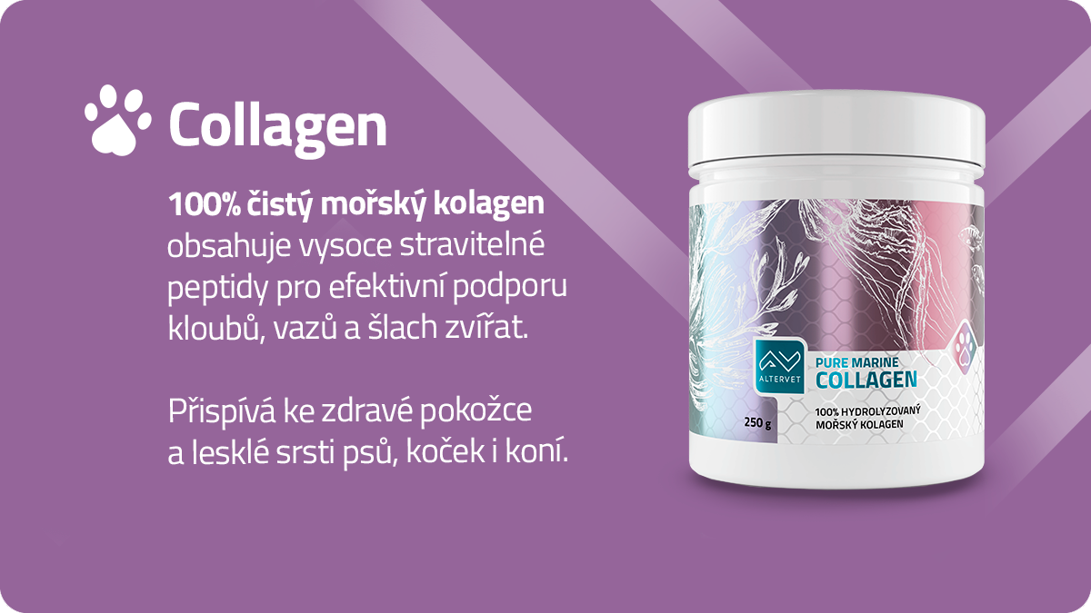 Proč přidat kolagen do krmné dávky