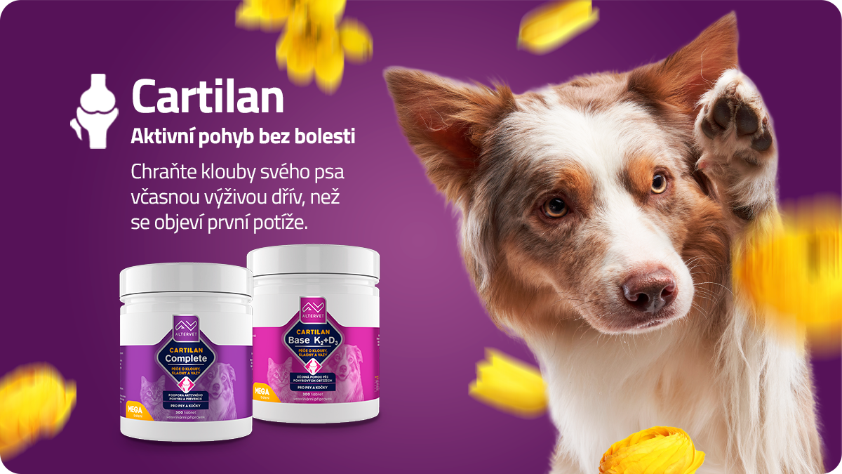 Kloubní výživa není aspirin: Proč chrupavka potřebuje péči dřív, než začne bolet?