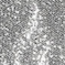 SILVER (sequin)