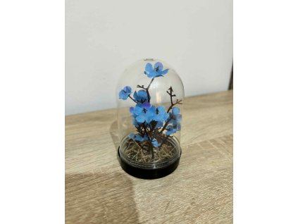 Kék színben pompázó örök virag1