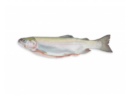 pstruh duhovy w800 h800 44bdd08f5c00381e0f8d5f69ee7218b8