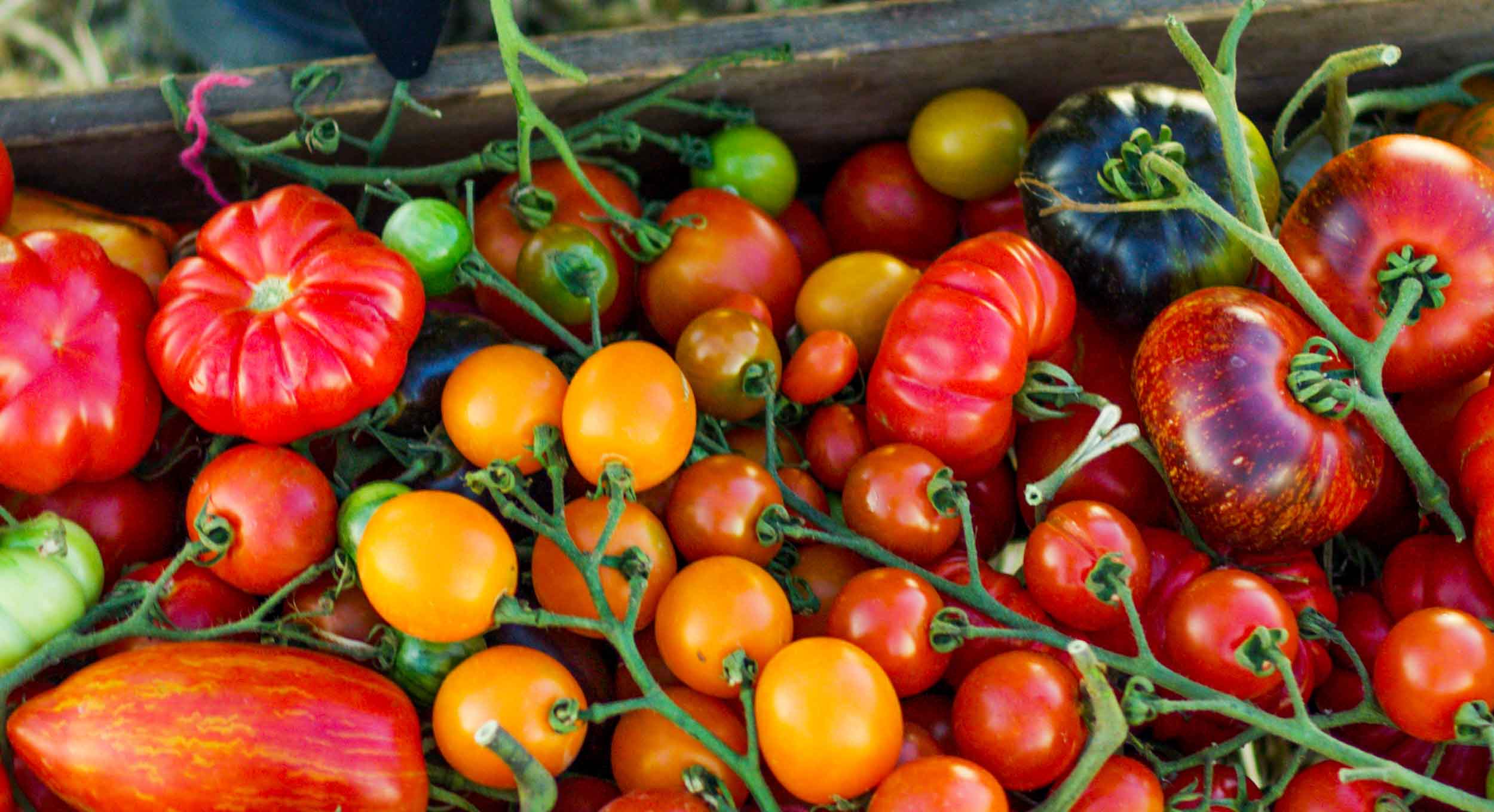 Objevte nejzajímavější odrůdy rajčat