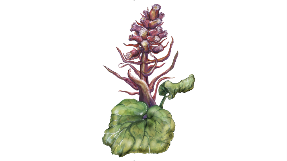 Devětsil lékařský – Petasites hybridus