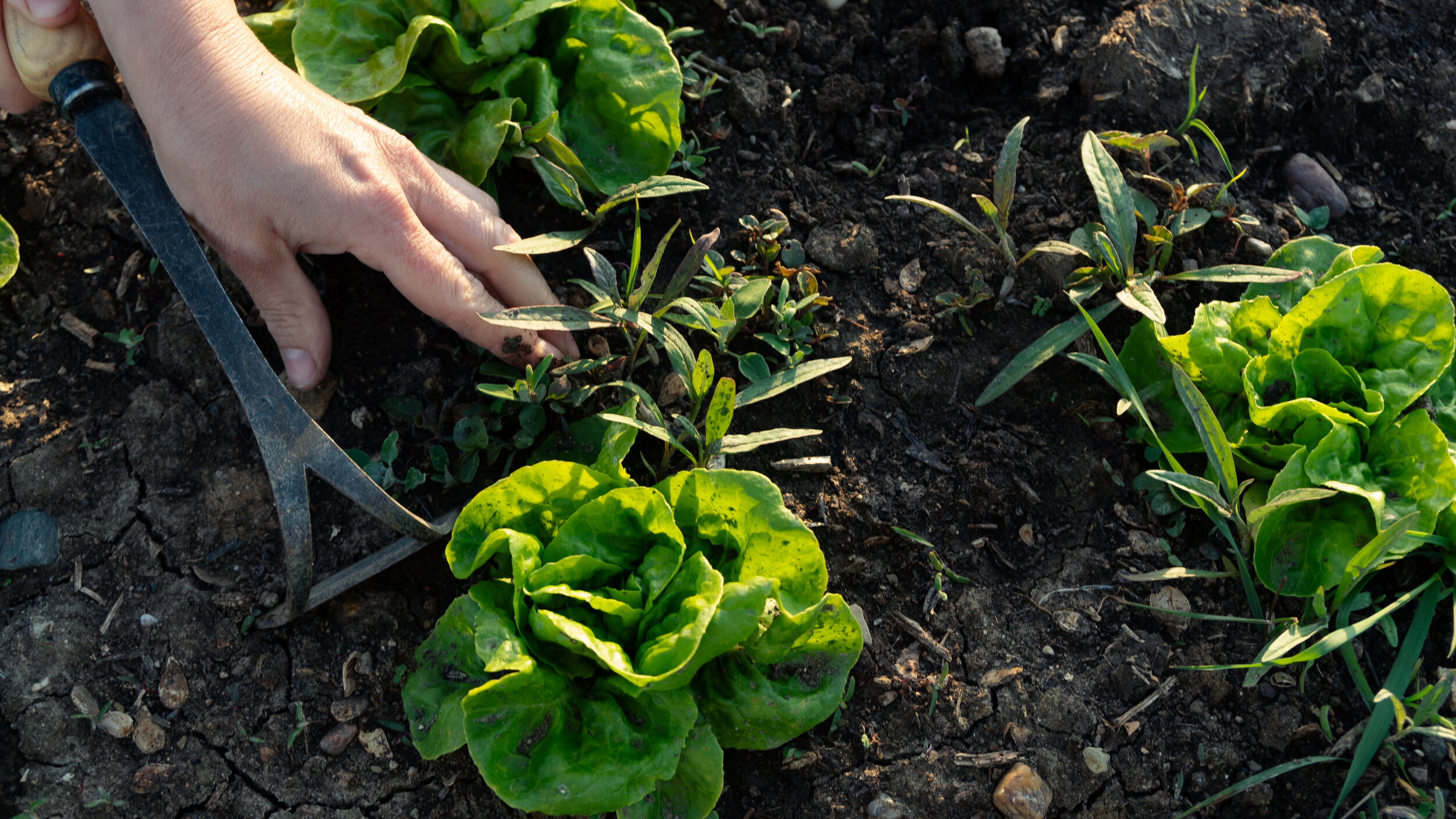 Přírodní mykorhízní hnojivo aneb symbióza hub a rostlin