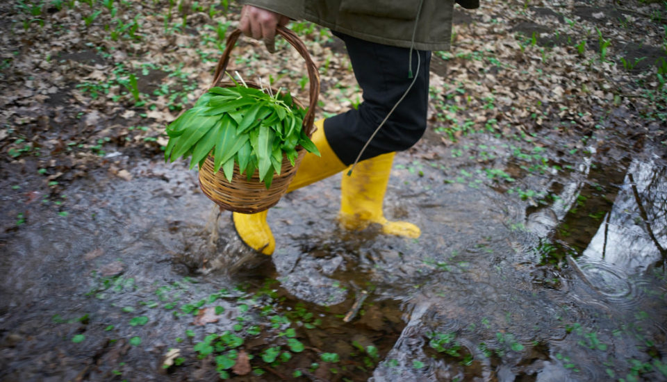 Hurá na medvědí česnek, moje oblíbená procházka