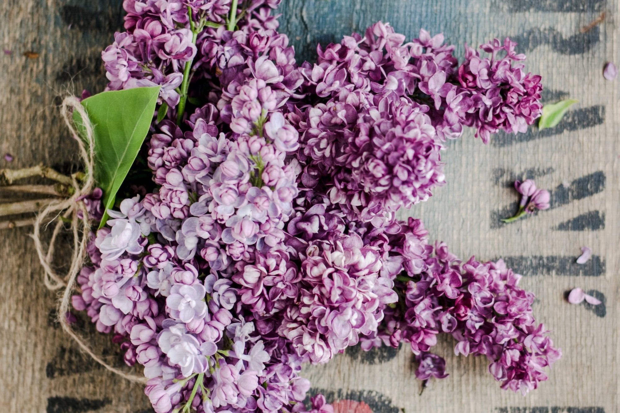 Recept na šeříkový sirup