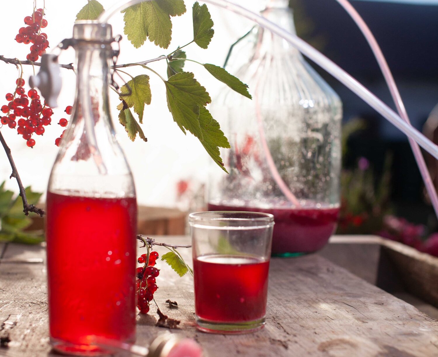 Letní rybízové víno