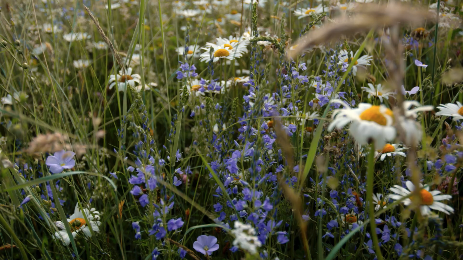 Snadný podzimní výsev květnaté louky