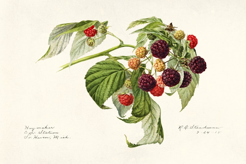 Přehled zrání jednotlivých odrůd malin