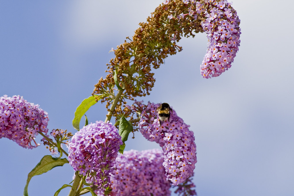 Podzimní výsadba a péče o motýlí keř (Buddleja davidii)