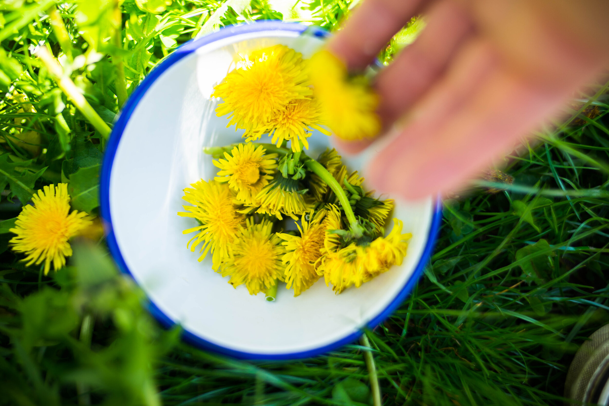 Návod na bylinné jíchy aneb přírodní ochrana rostlin