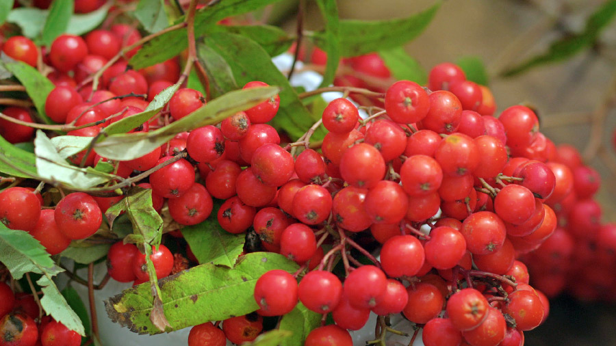 Jeřabinová marmeláda