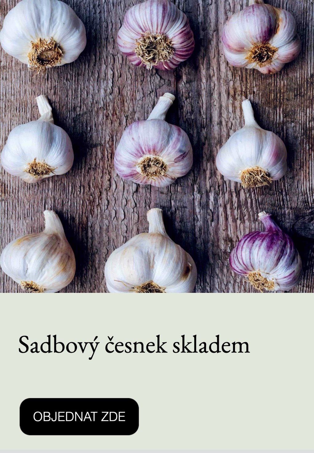 Sadbový česnek