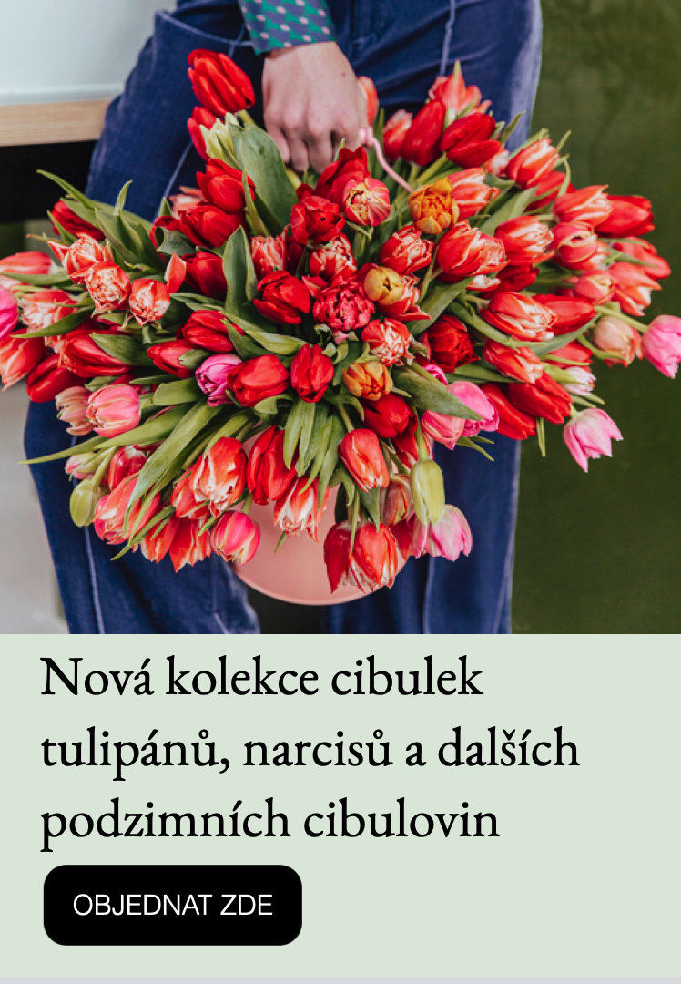 Tulipány