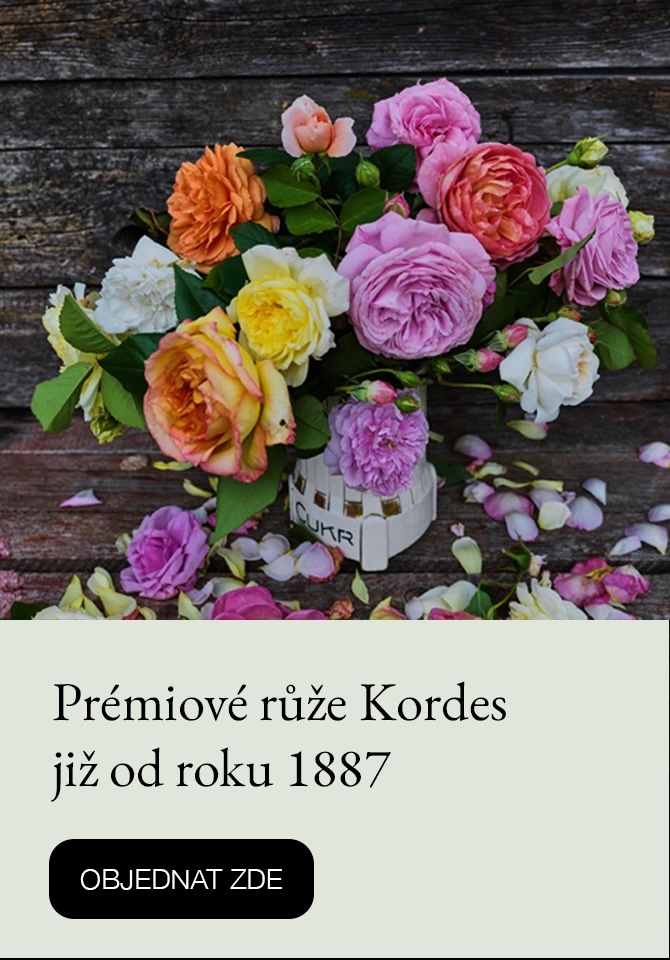 Růže Kordes
