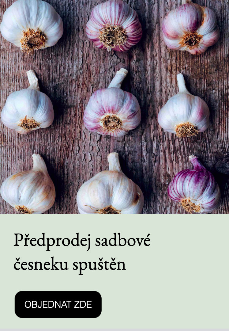 Sadbový česnek