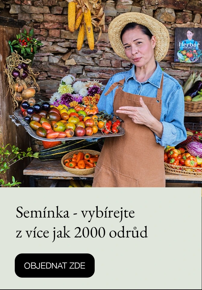 Semínka