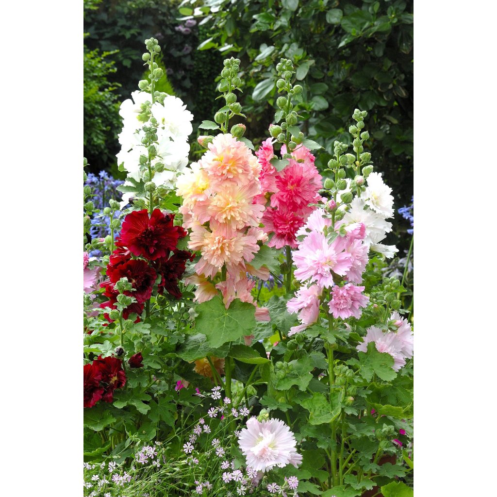 Topolovka Culina Botanica