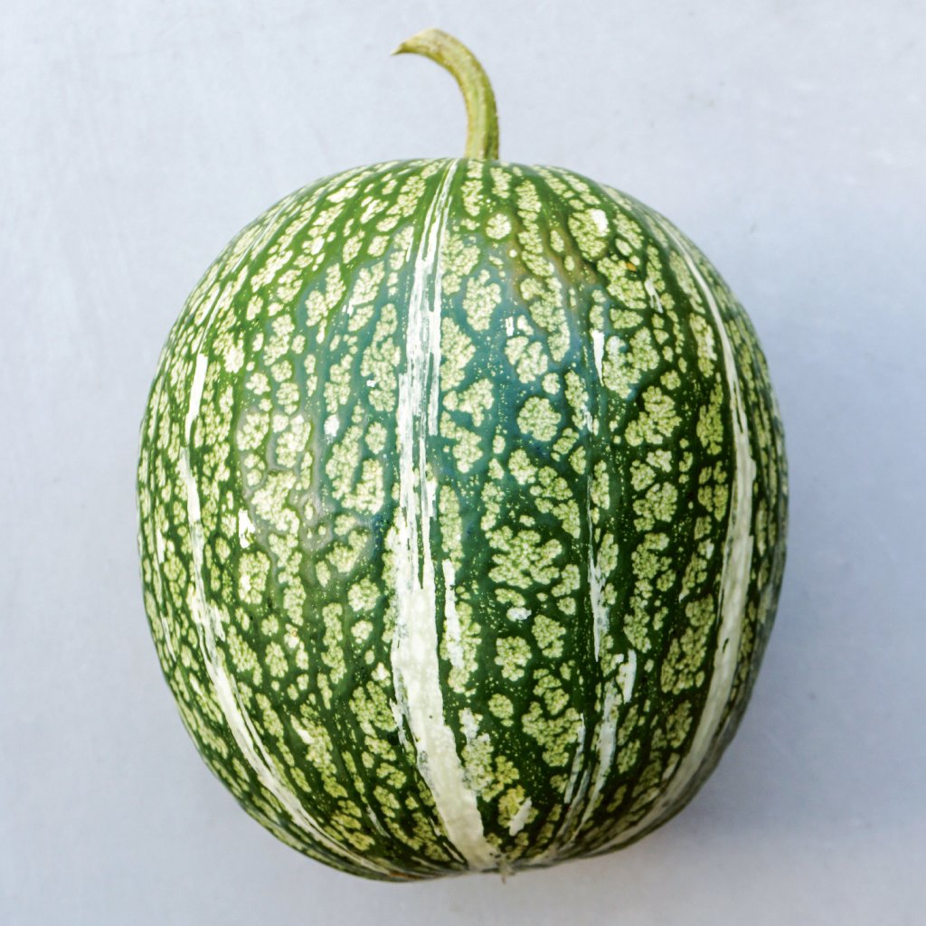 3692 tykev fikolista k roubovani