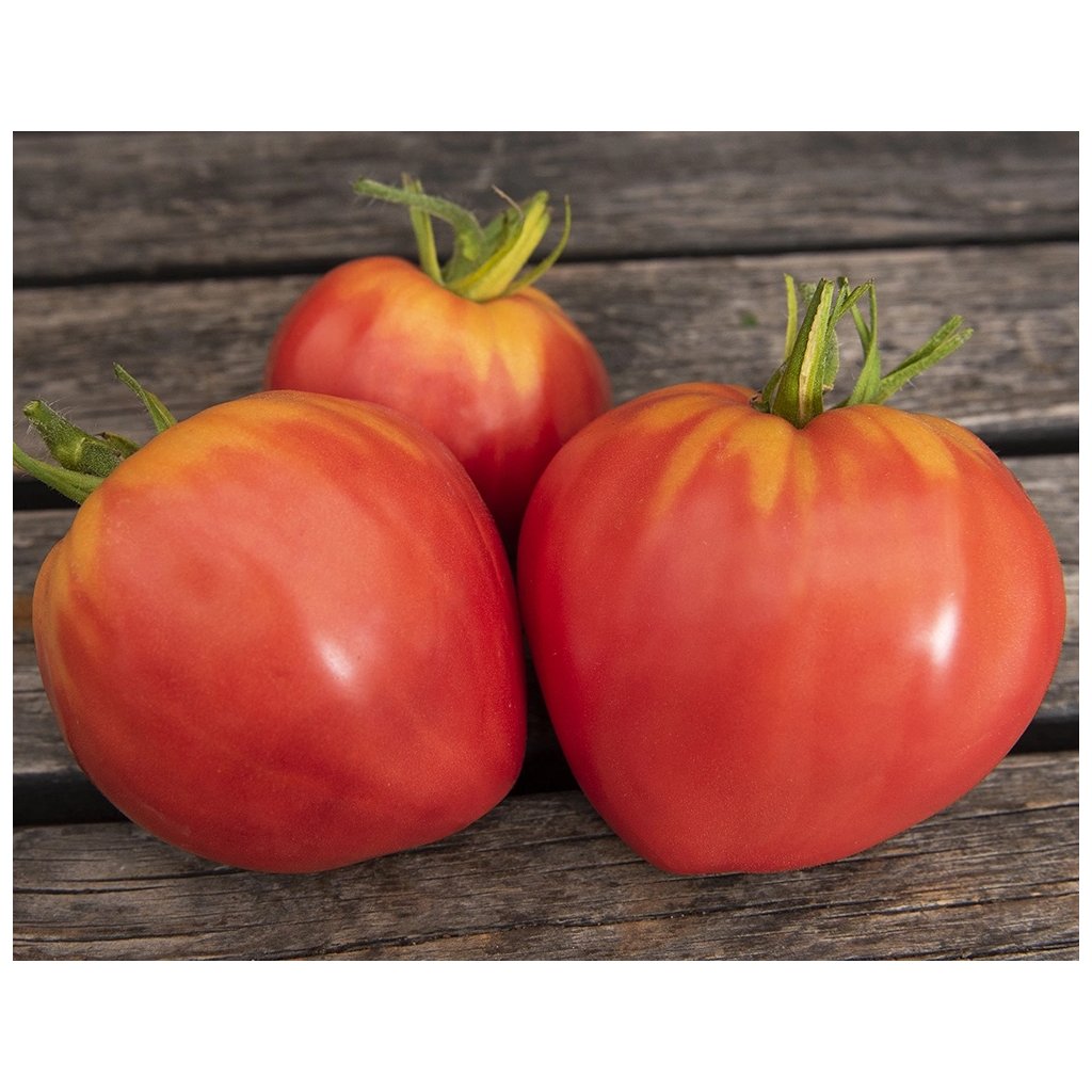 rajce @ Rajče tyčkové býčí srdce Herodes - Culina Botanica