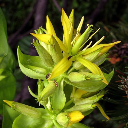 Gelber Enzian (Gentiana lutea), Blütenstand
