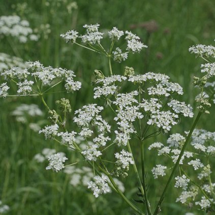 1008 1 kerblik lesni