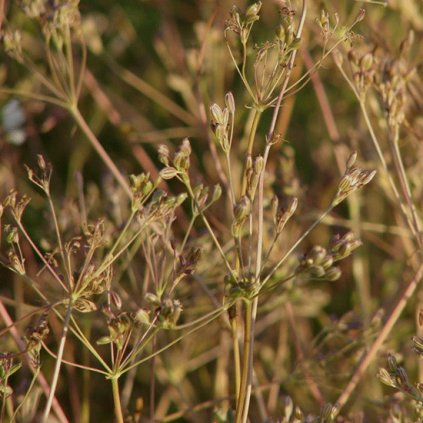 1011 1 kmin koreny prirodni