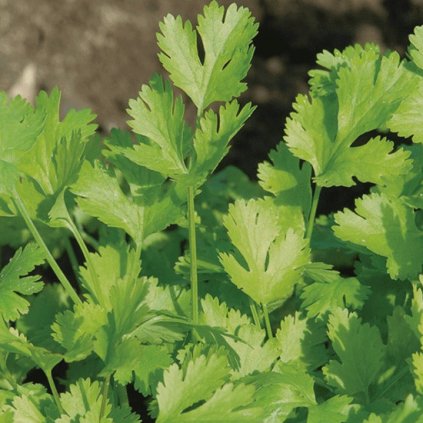 1020 1 koriandr sety thajsky