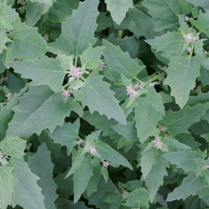 1026 1 lebeda ruzova