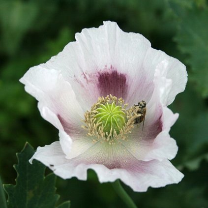 1056 papaver somniferum sokol white seeded bread seed poppy 1
