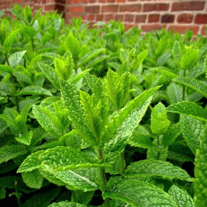 1062 field of mentha x piperita 04