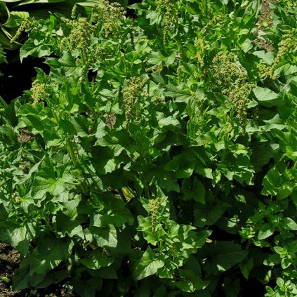 1074 1 merlik vseobr