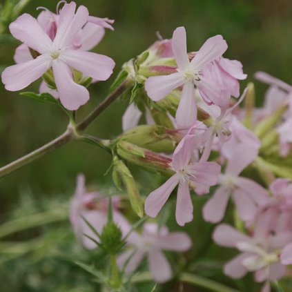 1080 1 mydlice lekarska