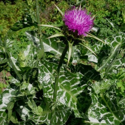 1089 1 ostropetrec mariansky