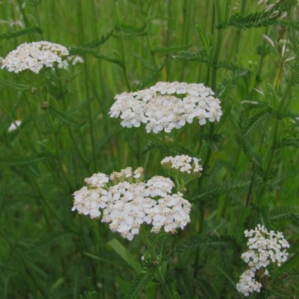 1104 1 rebricek obecny