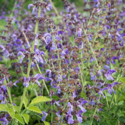 salvia miltiorrhiza 2