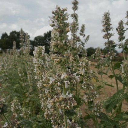 1134 1 santa citronova