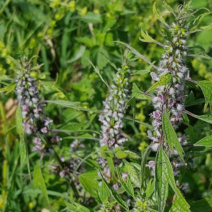 1155 1 srdecnik obecny