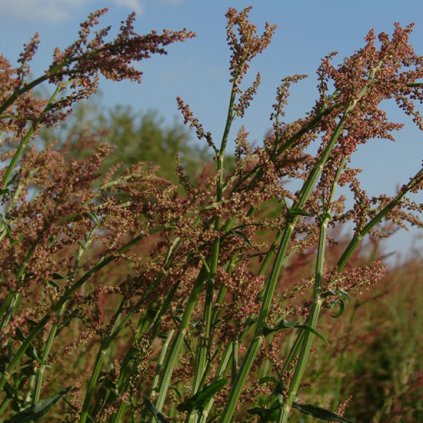 1158 1 stovik kysely